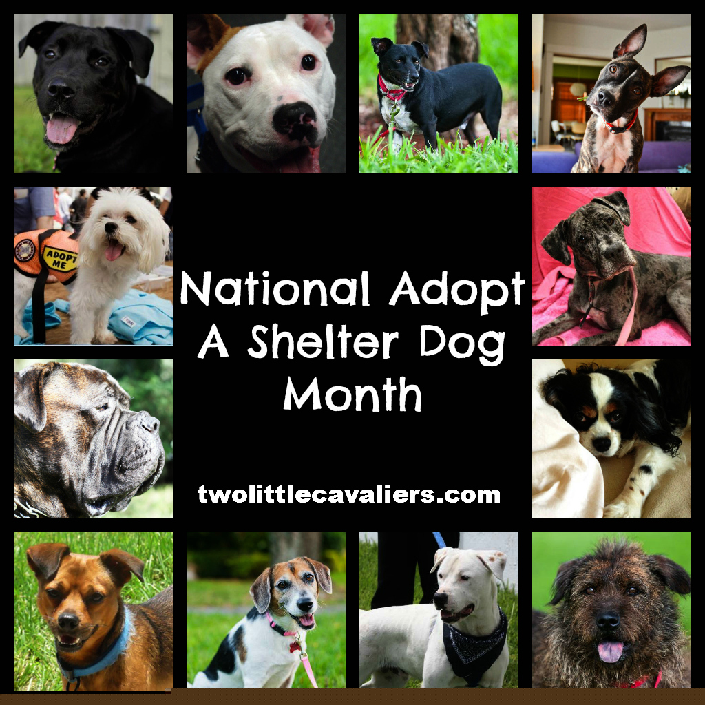 pet october two littel cavaliers national adopt shelter dog.jpg